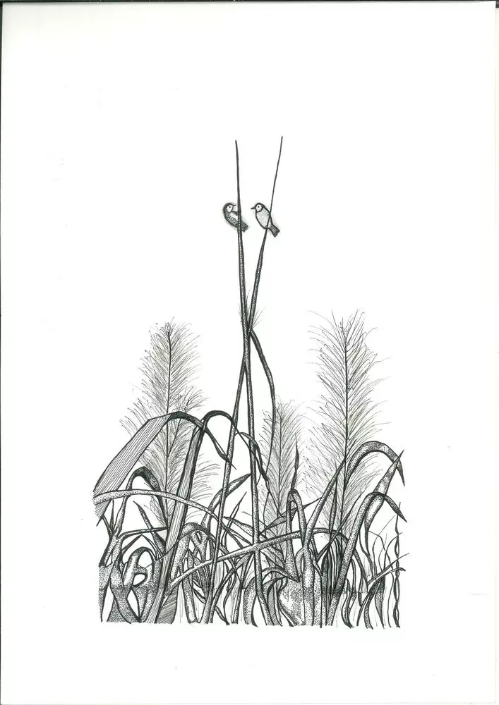 Champ de canne à sucre