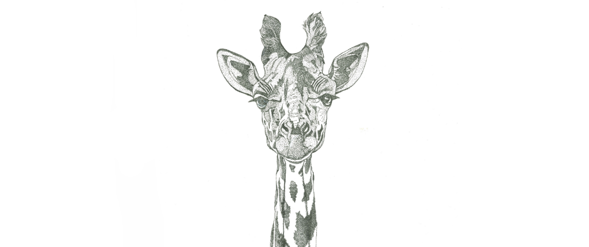 Girafe dessinée par Claude Maillot