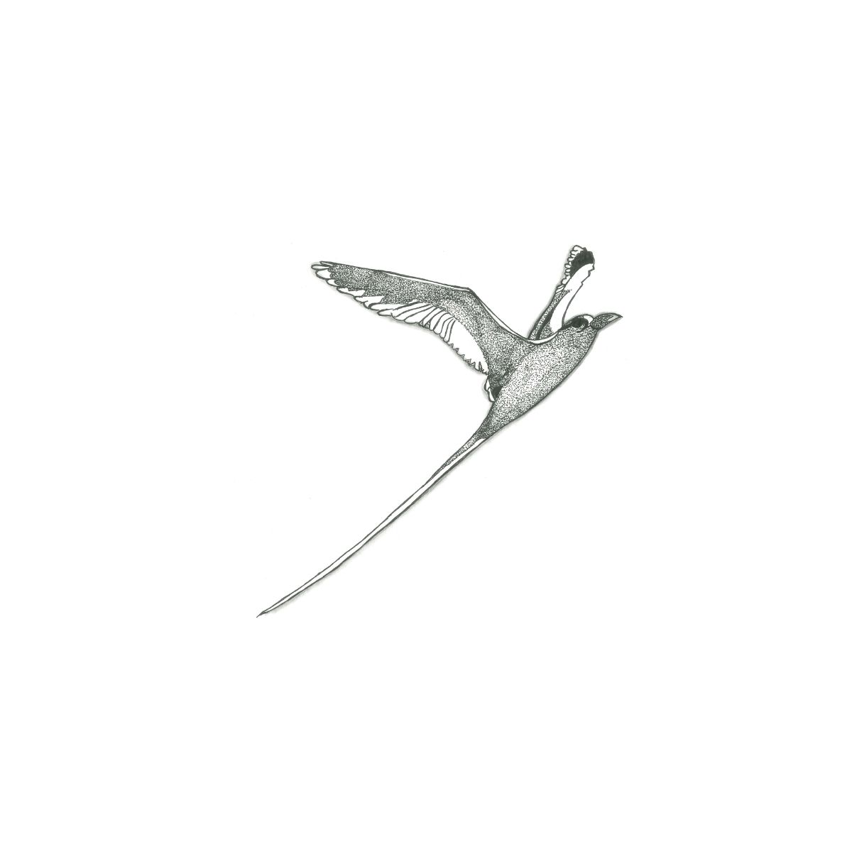 Illustration à l'encre de chine d'un Paille-en-queue en vol, oiseau emblématique de La Réunion, réalisé en pointillisme, cadre bois clair.