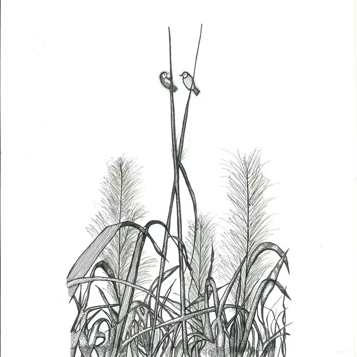 Champ de canne à sucre